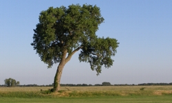 Cottonwood Tree