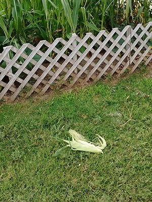 Empty corn husk next to the garden.