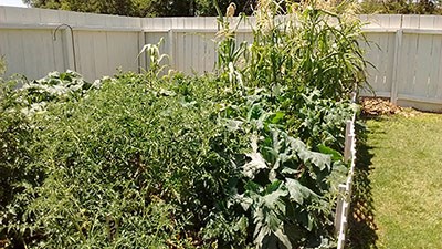 Garden with large, thick, healthy plants.