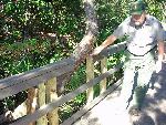 Hand-railing cut to accomodate a tree.
