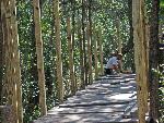 Workers install new decking for Nature Boardwalk