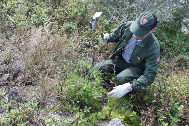 A park ranger is using a tool to remove Asparagus Fern from the dunes