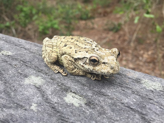 Large frog on trail railing
