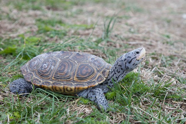 Turtle standing in grass bluish gray in color, with some yellow