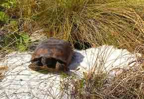 A gopher tortoise warms itself on the apron of its hole.
