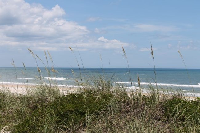 Sea oats crest a dune which protects inland areas from the open ocean seen in the distance.