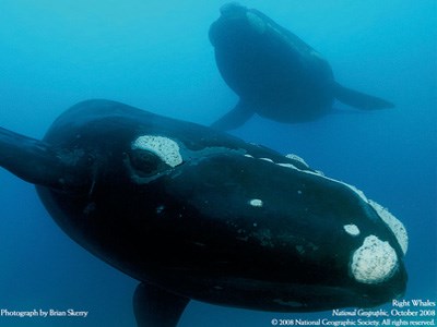 Two Right Whales