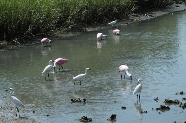 Egrets & Spoonbills in the marsh