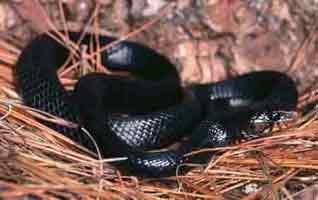 The shiny, black Eastern Indigo Snake is the largest native snake in North America.
