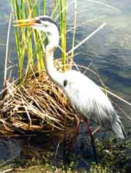 Great Blue Heron