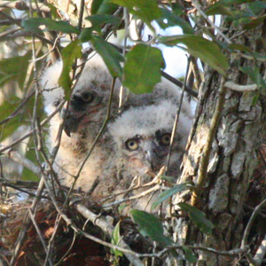Owlets 2011 Lewis