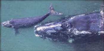 right whale mother and her calf