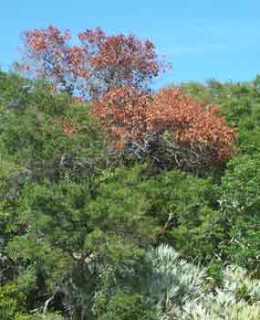 A large bay tree which has succumbed to the laurel wilt disease brought to the US by Asian ambrosia beetles.