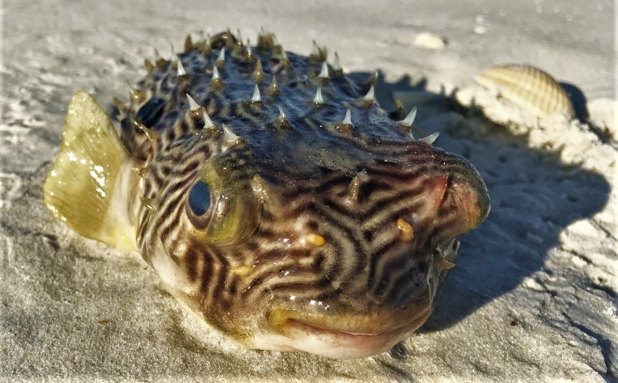Southern Puffer Fish washed ashore on the beach