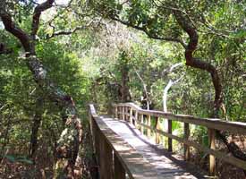 Fort Matanzas Nature Trail