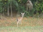 deer