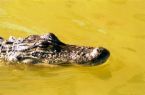 Aligator in moat