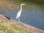 Blue Heron alongside moat