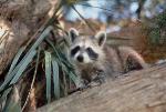 Raccoon on Cockspur Island