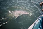 Bottlenose Dolphin in Savannah River