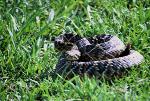 Eastern Diamondback Rattlesnake