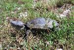 Diamondback Terrapin