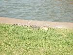 American Alligator next to moat