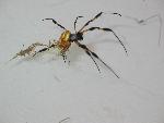Golden Orb Spider