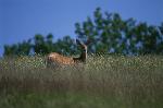 White-tailed deer