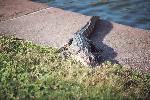 American Alligator near moat