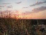 banks of the Savannah River