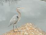 Great Blue Heron fishing from moat