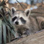 Abundant wildlife on Cockspur Island