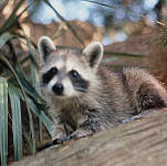 Raccoon on Cockspur Island