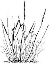 spartina grass