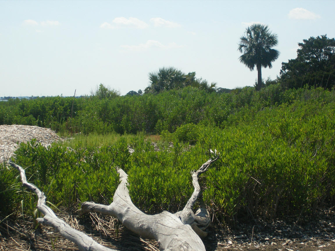 Varied landscape of Cockspur Island, Georgia