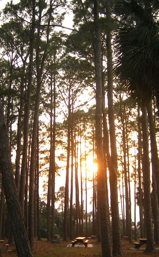 Pine trees in picnic area