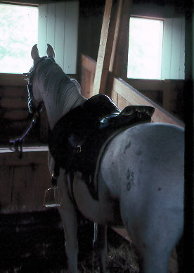 Stabled Dragoon Horse
