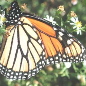 Monarch butterflies can be seen at the park during the fall.