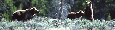2 large grizzly bears. they are brown and can stand on hind legs like a man. you can see claws and teeth.
