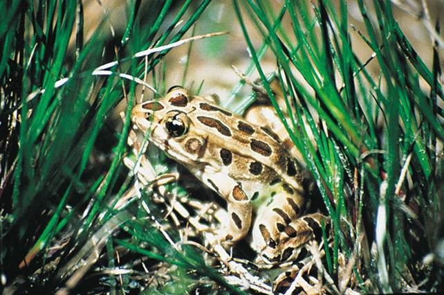a brown spotted frog in surrounded by tall grass