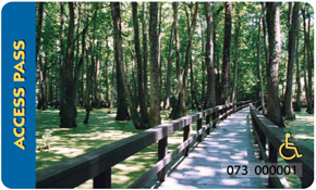 a covered forest spotted in shadows and sunbeams, a nice walk way streches out leading through
