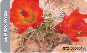 two georgeous bell shaped flowers spring from the dusty desert floor.