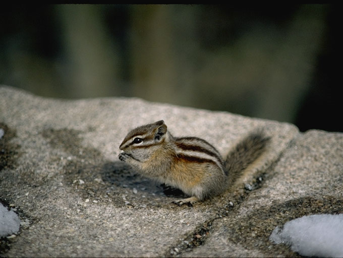 Plenty of animals live around the modern fort, despite of its urban setting.