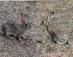 Cottontail&JackRabbit