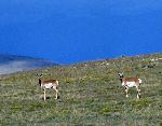 Pronghorn