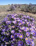 PurpleFlowers