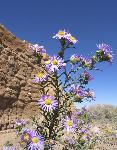 PurpleFlowers2
