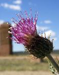 WavyleafThistle