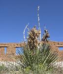 Yucca&Ruins